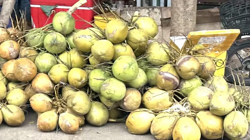 Giá dừa tươi và dừa khô tăng cao, cầu vượt cung