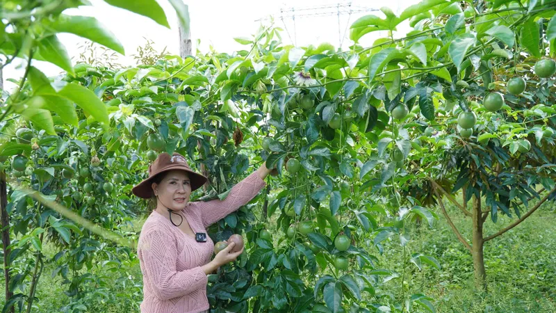 Tháo gỡ “nút thắt” phát triển bền vững ngành chanh leo