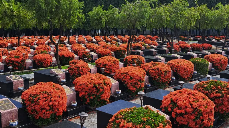 Hoa trang nở rực tại Nghĩa trang Đất Đỏ - Long Điền