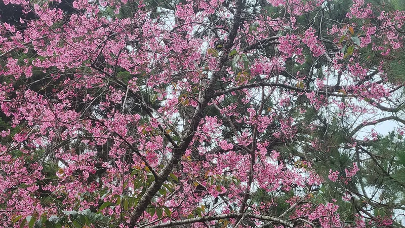 Mai Anh Đào ở biệt thự 19 Hùng Vương.