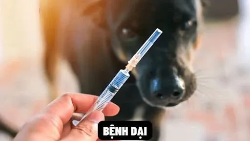 Cần tiêm phòng dại khi bị chó cắn
