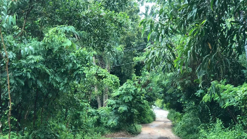 Đường dẫn vào nhà nạn nhân