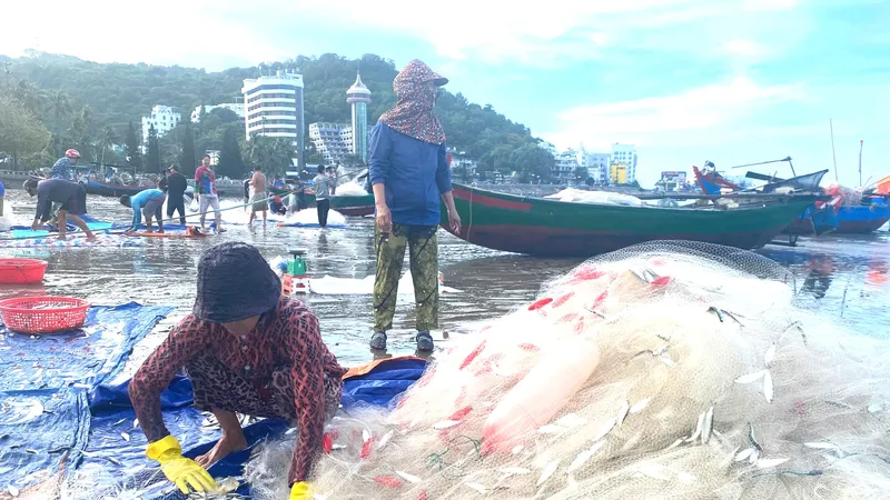 Ngư dân Vũng Tàu bội thu cá trích cuối vụ