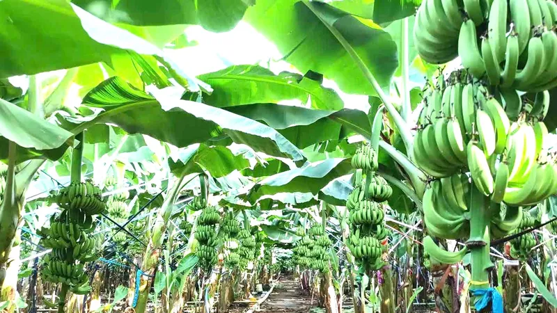 Đồng Nai xuất khẩu 220 tấn chuối tươi