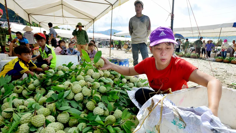 Mãng cầu Chi Lăng nhộn nhịp vào mùa thu hoạch