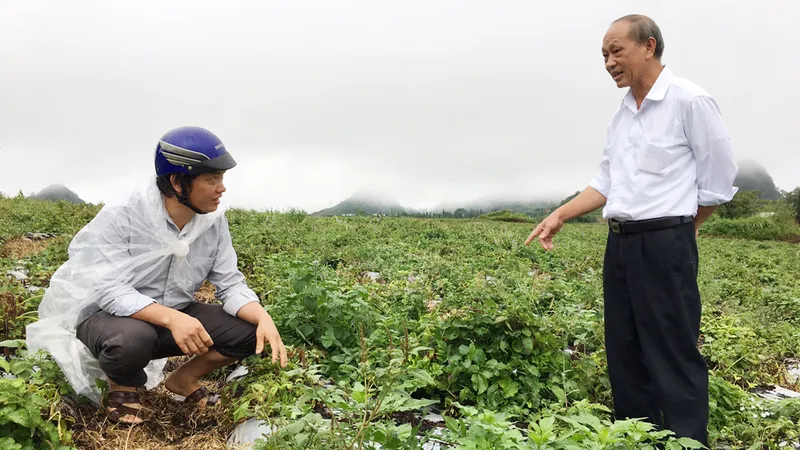 Cánh đồng trồng dược liệu 200ha ở huyện Quản Bạ (Hà Giang) là một điểm sáng về xây dựng nông thôn mới