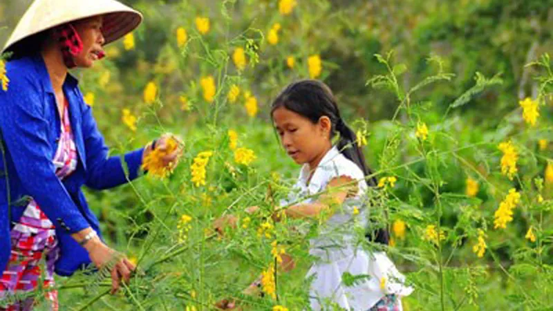 Mùa điên điển trổ bông