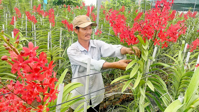 Mỏi mòn chờ giống cây trồng