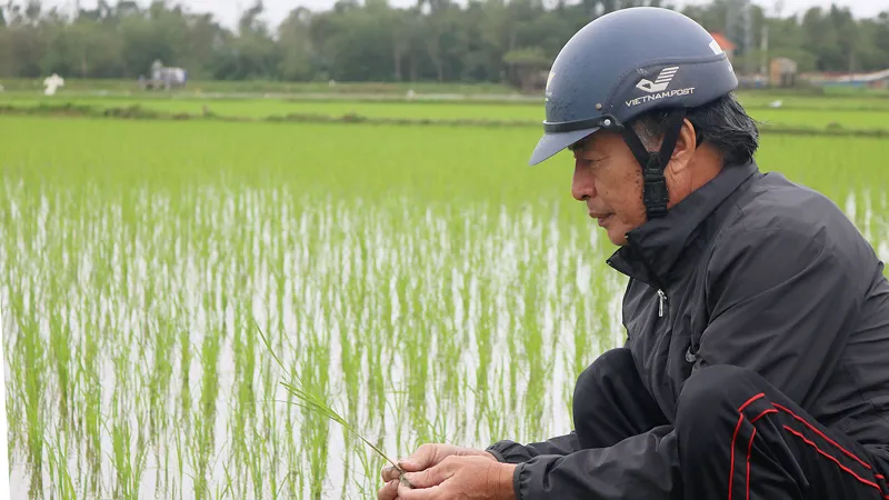 Khó xây dựng thương hiệu gạo hữu cơ