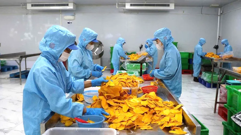 Công nhân sản xuất xoài sấy dẻo tại Công ty TNHH TM chế biến nông sản thực phẩm Tuấn Đạt (TPHCM)