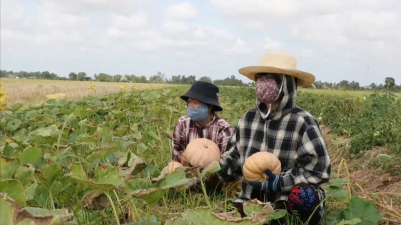 Cà Mau: Bí đỏ... bí đầu ra, địa phương kêu gọi giải cứu