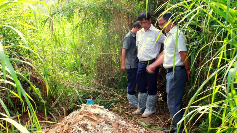 Băn khoăn nên chôn hay đốt heo mắc dịch tả châu Phi