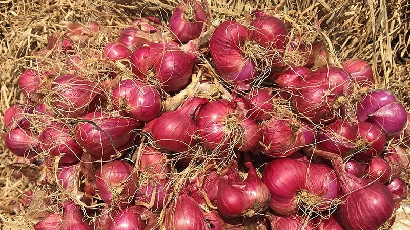Hành tím là một sản phẩm đặc sản chủ lực của thị xã Vĩnh Châu