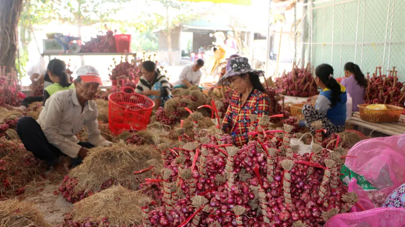 Hành tím Vĩnh Châu hiện còn tồn đọng hơn 50.000 tấn. Ảnh: TUẤN QUANG