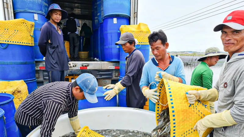 Con tôm nước lợ Sóc Trăng đã đóng góp vào giá trị xuất khẩu thuỷ sản hơn 1 tỷ USD, năm 2022
