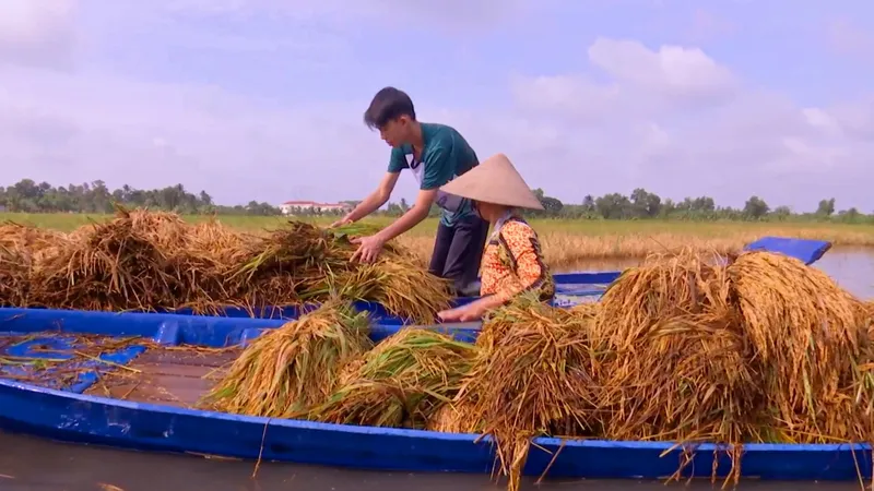 ĐBSCL: Tổng lực giúp nông dân thu hoạch lúa, giảm thiệt hại
