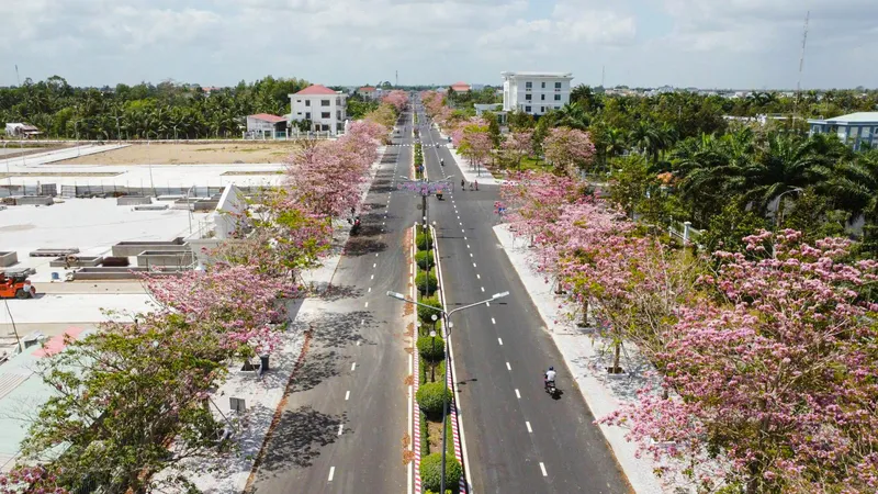 Tuần lễ hoa kèn hồng tại Sóc Trăng diễn ra từ ngày 15 đến 19-3