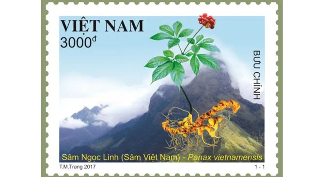 Chính thức phát hành bộ tem Sâm Ngọc Linh
