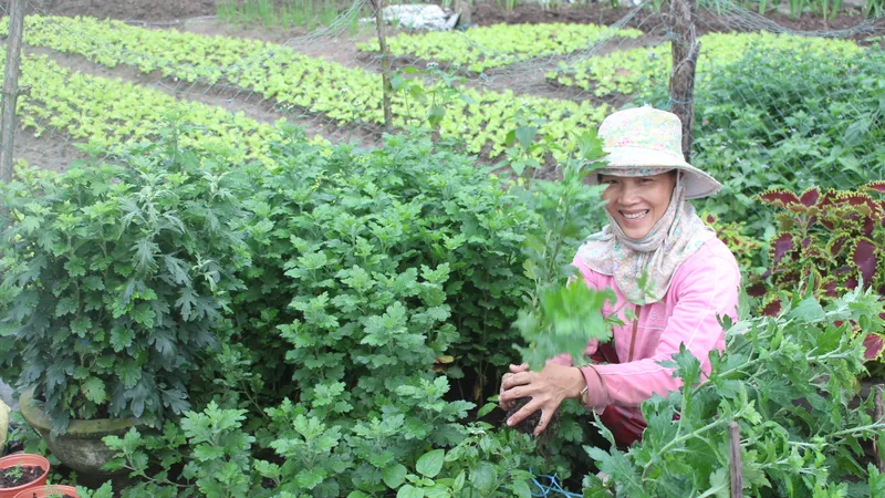 Người dân làng Vân Dương khá lên nhờ trồng hoa 