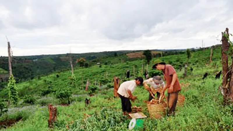 Đất đai tại huyện Tuy Đức, Đắk Nông