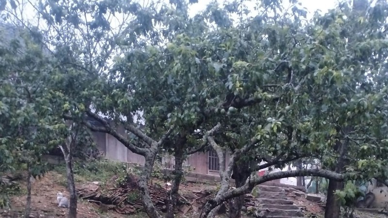  老街省与广义省遭遇冰雹袭击