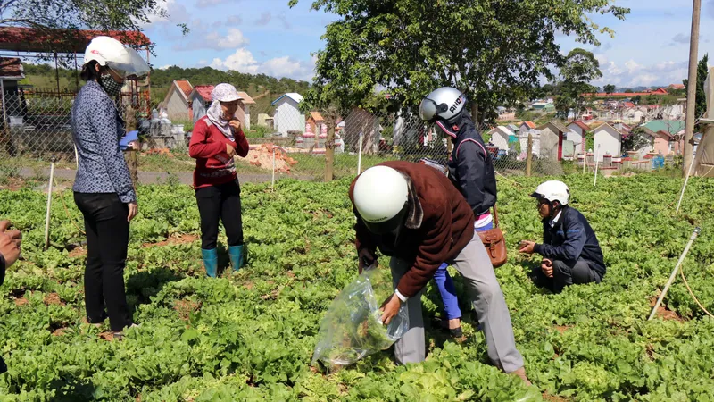 Nhiều vườn rau của người dân bị virus tấn công gây thiệt hại nặng. Ảnh: ĐOÀN KIÊN