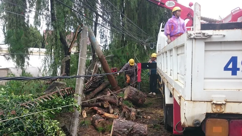 Thông đổ làm gãy trụ điện trên đường Yết Kêu, TP Đà Lạt​