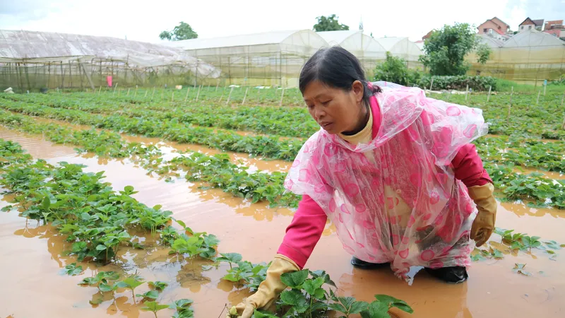 Vườn dâu của người dân khu vực phường 9, TP Đà Lạt bị ngập sâu trong nước. Ảnh: ĐOÀN KIÊN