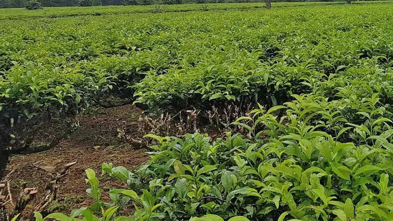  Vườn chè bị đối tượng cắt trộm trong đêm