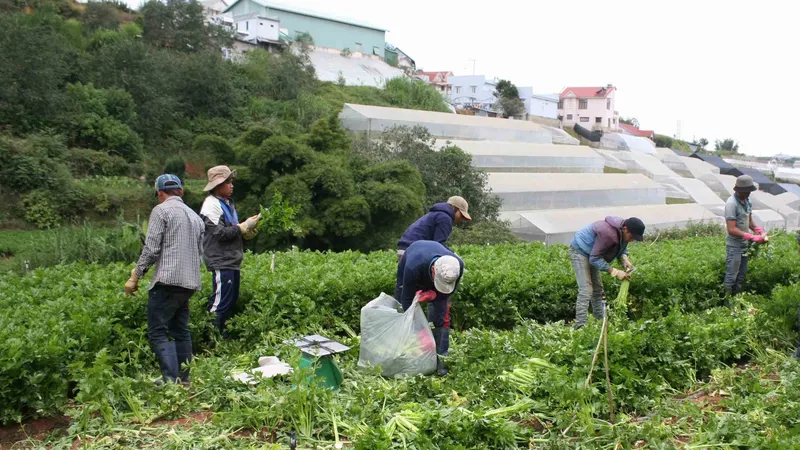 Mưa kéo dài, giá rau Đà Lạt tăng mạnh