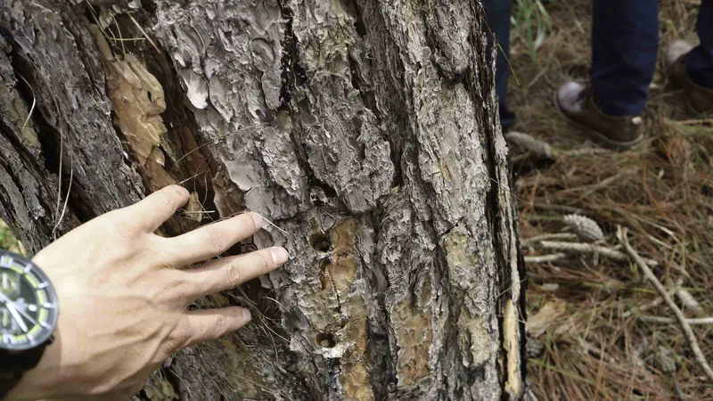 Hàng trăm cây thông 30 năm tuổi bị “tiêm” thuốc độc