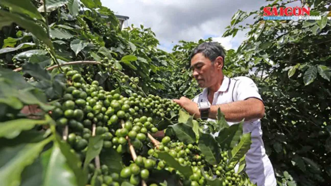 Chăm sóc cà phê Arabica tại Cầu Đất, TP Đà Lạt. Ảnh: ĐOÀN KIÊN