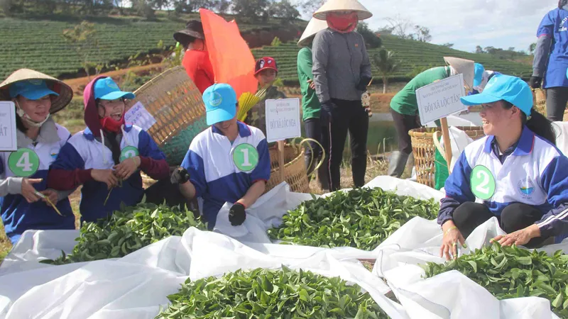 Sôi nổi hội thi hái trà “Bàn tay vàng - búp trà non”