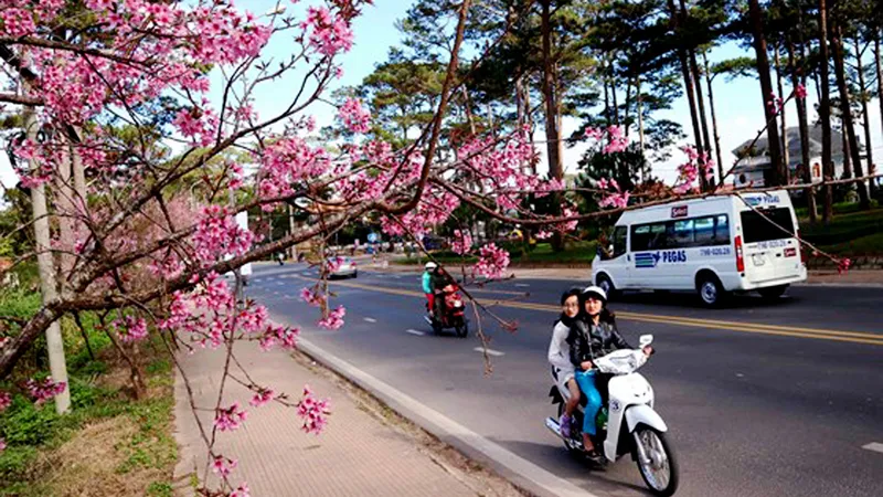 Ngắm sắc hồng lung linh của mai anh đào Đà Lạt