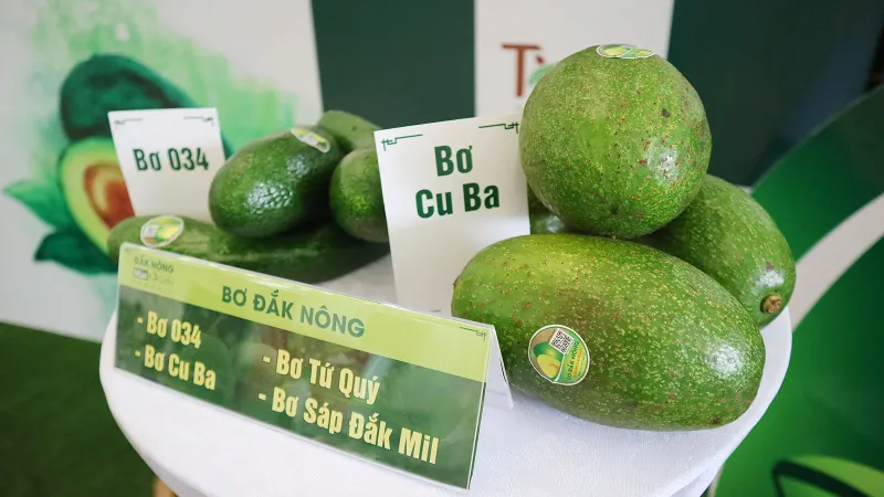 Chương trình “Đắk Nông mùa bơ chín” đã sẵn sàng 