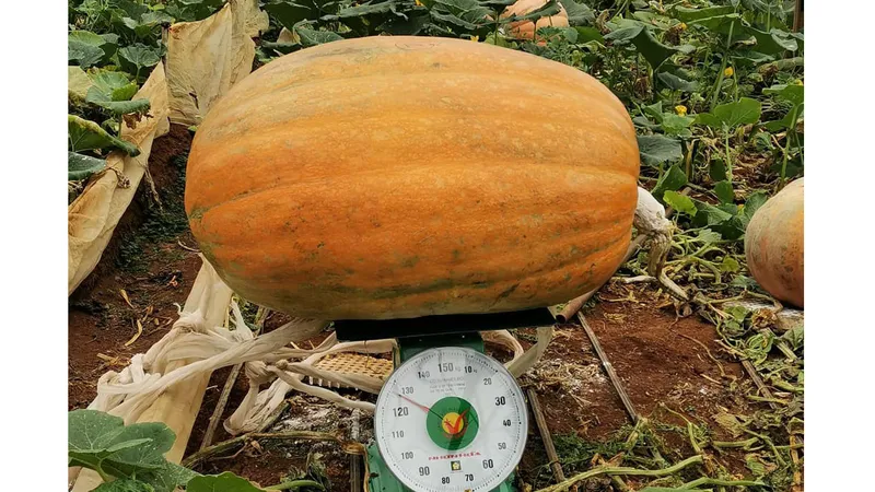 Quả bí ngô “khổng lồ” nặng hơn 120kg ở Đà Lạt