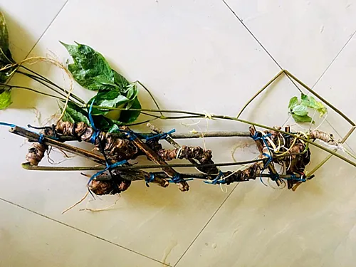 Lâm Đồng thông tin về cây giống sâm Ngọc Linh do người dân ồ ạt đi tìm