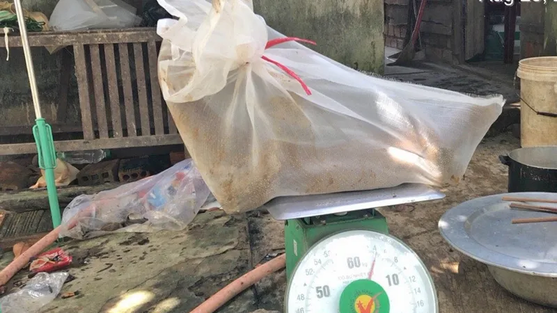  Vận chuyển 3 cá thể động vật rừng quý hiếm bị phạt gần 300 triệu đồng 
