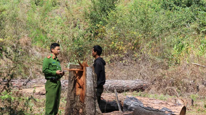 Xác định 5 đối tượng cưa hạ hàng loạt thông cổ thụ tại Lâm Đồng