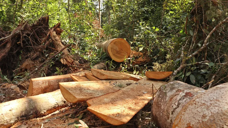 Lâm Đồng “hoả tốc” chỉ đạo điều tra, xử lý vụ rừng bạch tùng trăm tuổi bị cưa hạ