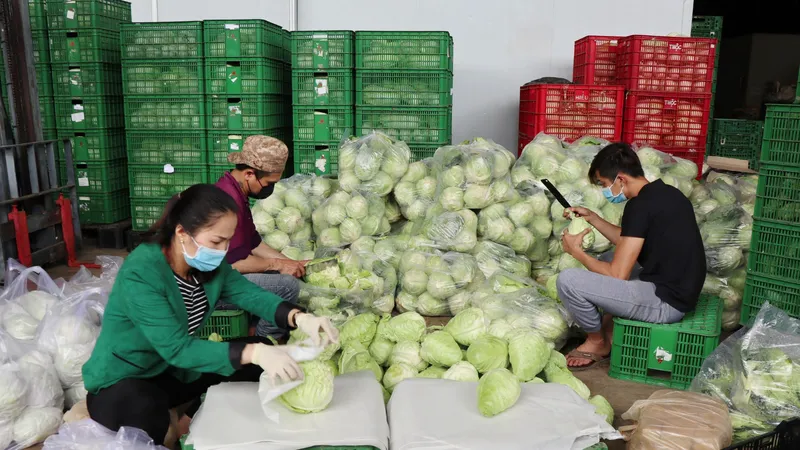 Mỗi ngày Lâm Đồng xuất 4.000 tấn rau, củ đi TPHCM
