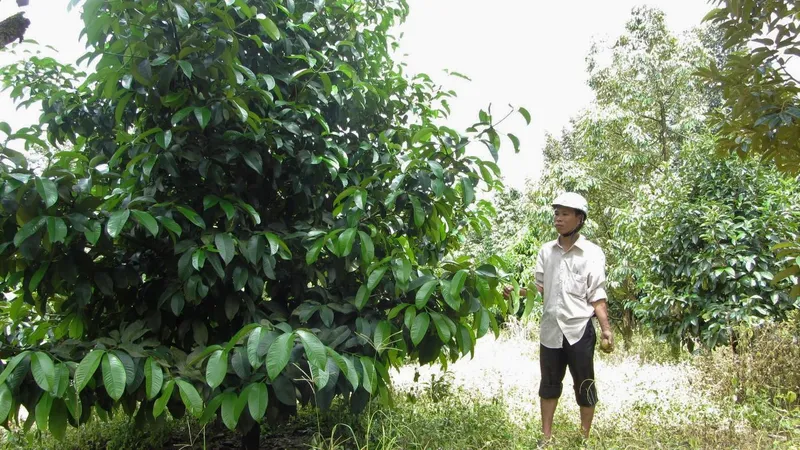 Cảnh báo người dân không cắt, hái lá măng cụt đem bán