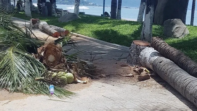 Hơn 40 cây dừa ven biển ở Nha Trang bị đốn hạ