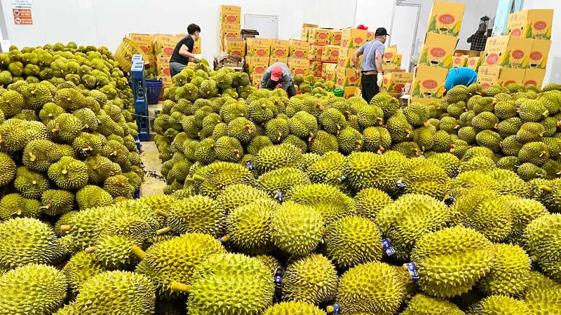 Lâm Đồng lần đầu xuất khẩu chính ngạch hơn 70 tấn sầu riêng sang Trung Quốc