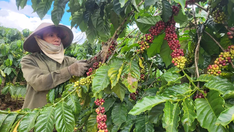 Giá cà phê Việt Nam tăng 71,3% so với cùng kỳ năm ngoái