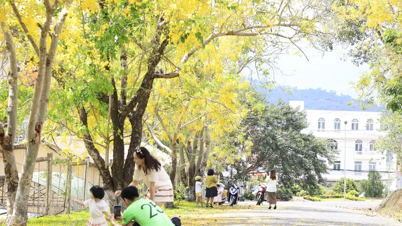 Hoa muồng vàng nở rực trên cao nguyên Di Linh
