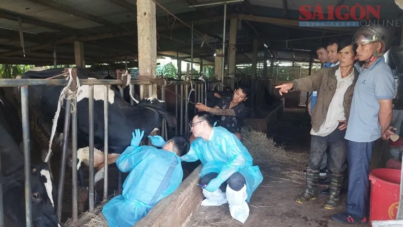 Số bò sữa chết ở Lâm Đồng tăng lên gần 300 con