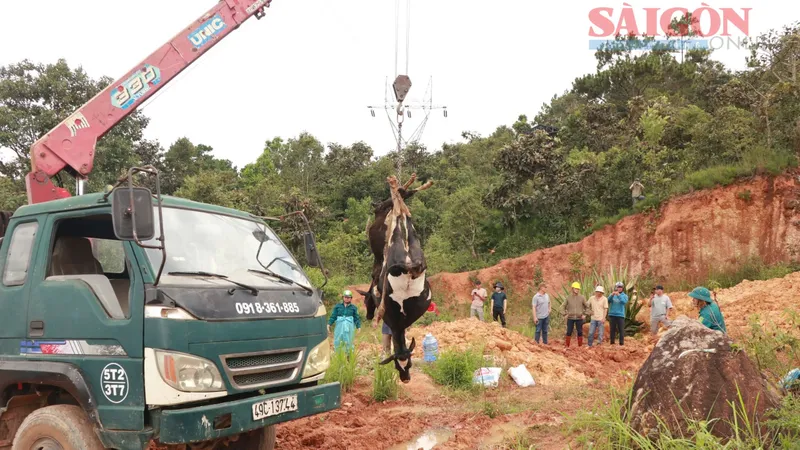 Số lượng bò sữa bị chết tại Lâm Đồng tiếp tục tăng cao