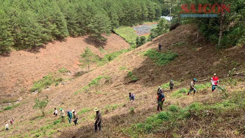 Đà Lạt: "Hô biến" hơn 3,6ha đất rừng thành vườn