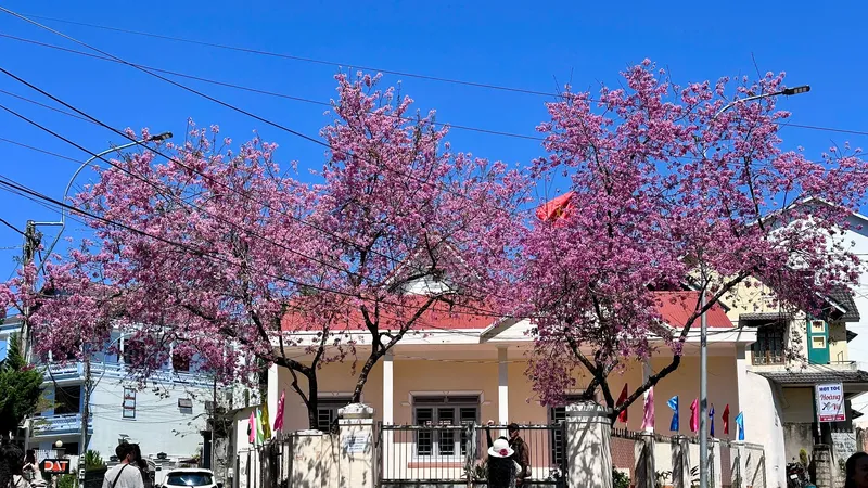 Mai anh đào Đà Lạt khoe sắc